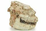 Fossil Running Rhino (Hyracodon) Partial Skull - South Dakota #284210-1